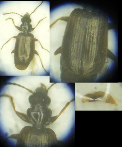 Réf. 266 322 : Syntomus obscuroguttatus